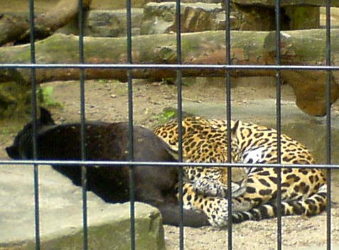 Schattige luipaardjes